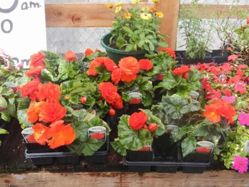 begonias begonias
